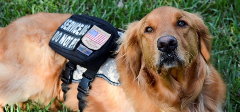 Can therapy dogs help with PTSD?